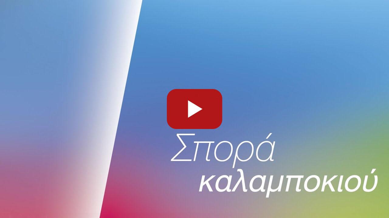 Καλαμπόκι /// Σπορά