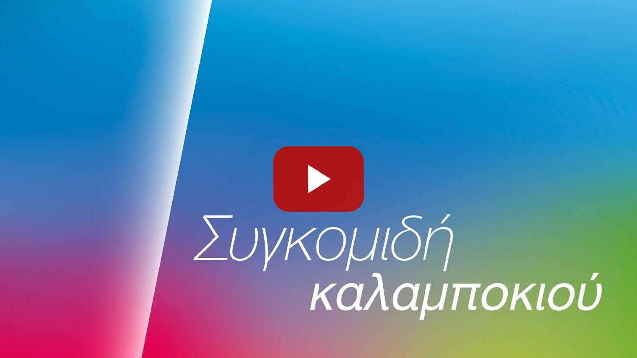 Καλαμπόκι /// Συγκομιδή