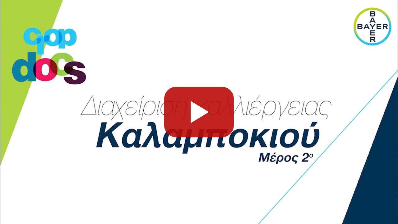 Crop Docs 4 /// Διαχείριση καλλιέργειας του καλαμποκιού - Μέρος 2ο