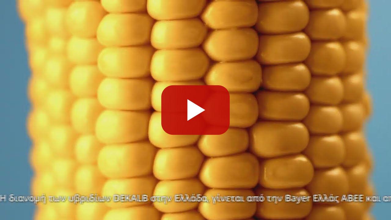 DEKALB /// Υβρίδια Καλαμποκιού