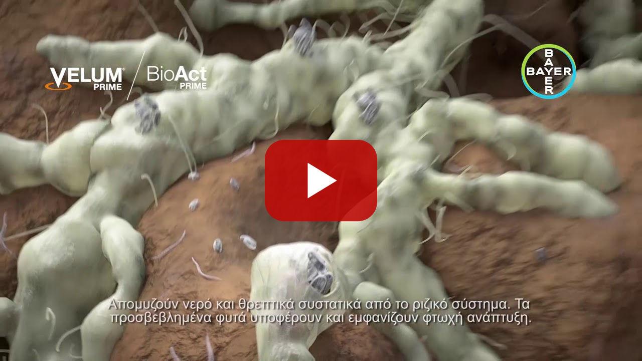 VELUM PRIME & BioAct PRIME /// Ολοκληρωμένη καταπολέμηση των νηματωδών