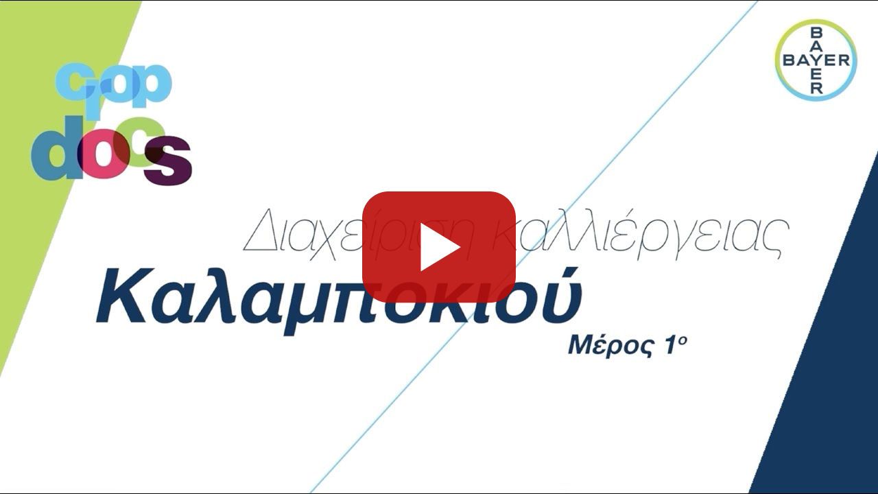 Crop Docs 4 /// Διαχείριση καλλιέργειας του καλαμποκιού - Μέρος 1ο