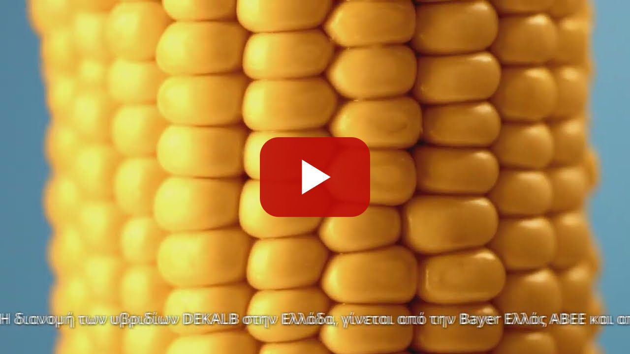 DEKALB /// Υβρίδια Καλαμποκιού