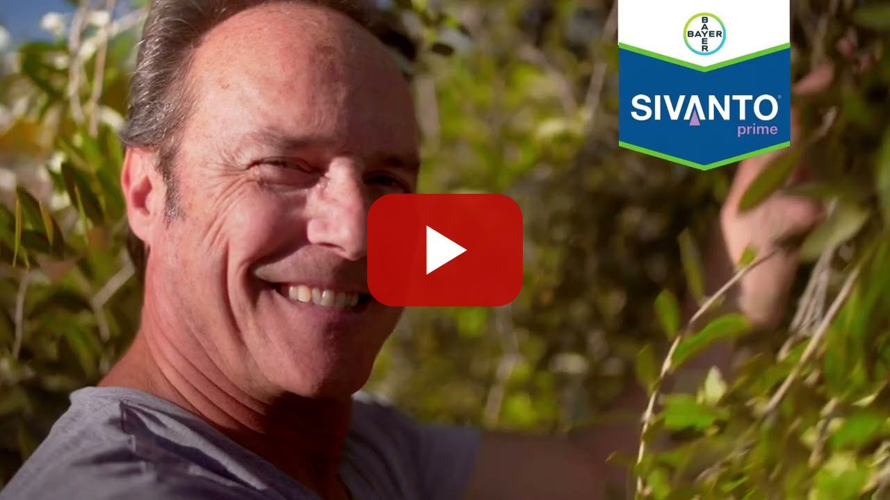 Sivanto Prime - Ελιά