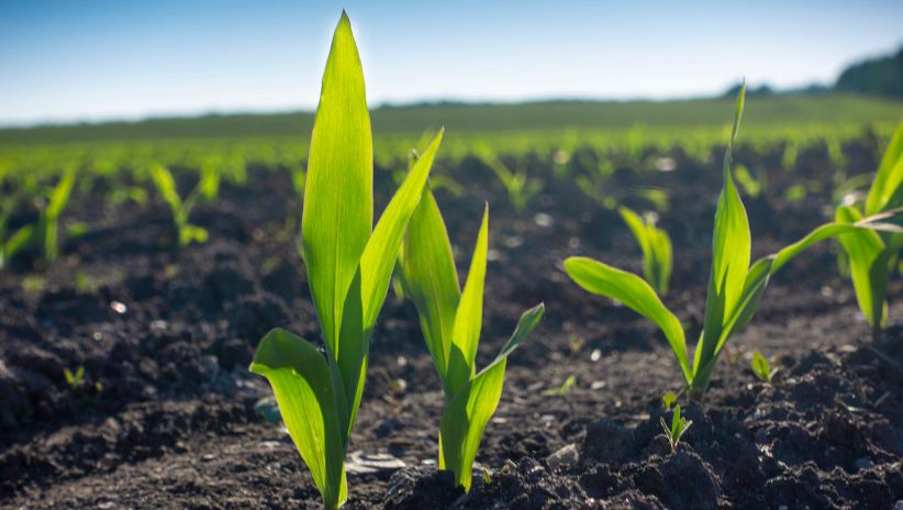 Το μέλλον της καλλιέργειας καλαμποκιού ξεκινά εδώ.